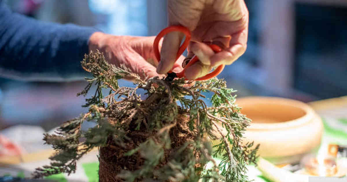 Protective Coverings to Shield Your Juniper Bonsai from Harsh Winter Elements