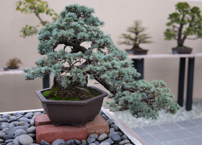 Providing Optimal Care during the Early Growth Stage of Red Cedar Bonsai