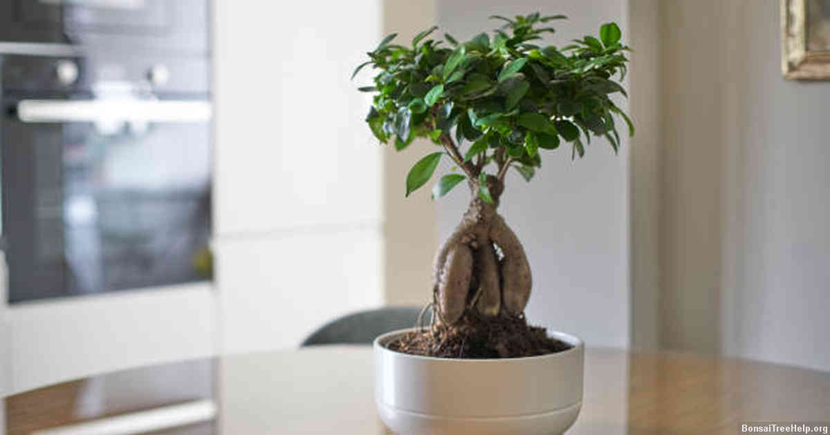 Pruning and Shaping Tips for a Healthy and Beautiful Bonsai