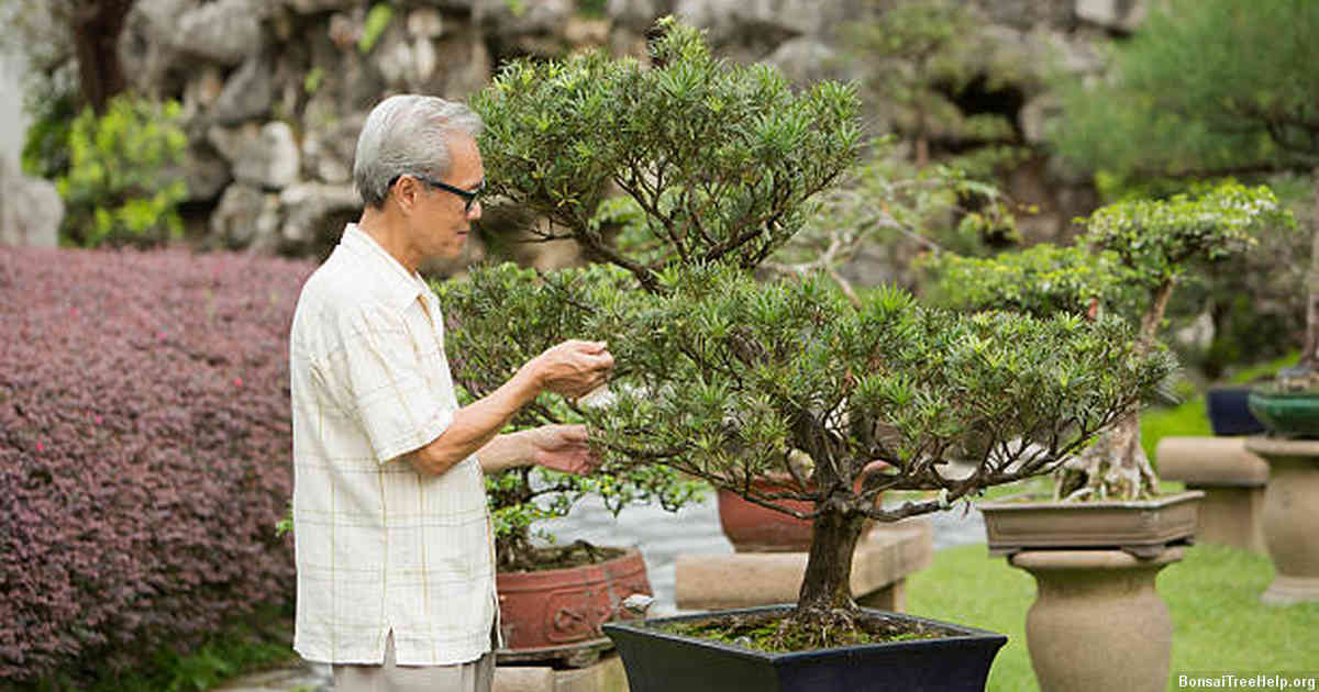 Pruning and Shaping Your Bonsai Tree
