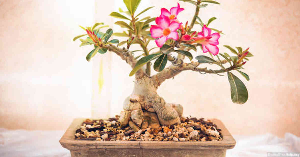 Pruning and Training Techniques for a Healthy Bonsai Tree