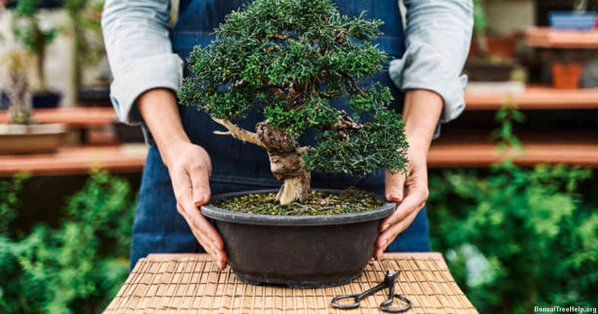 Pruning recommendations for a thriving bonsai