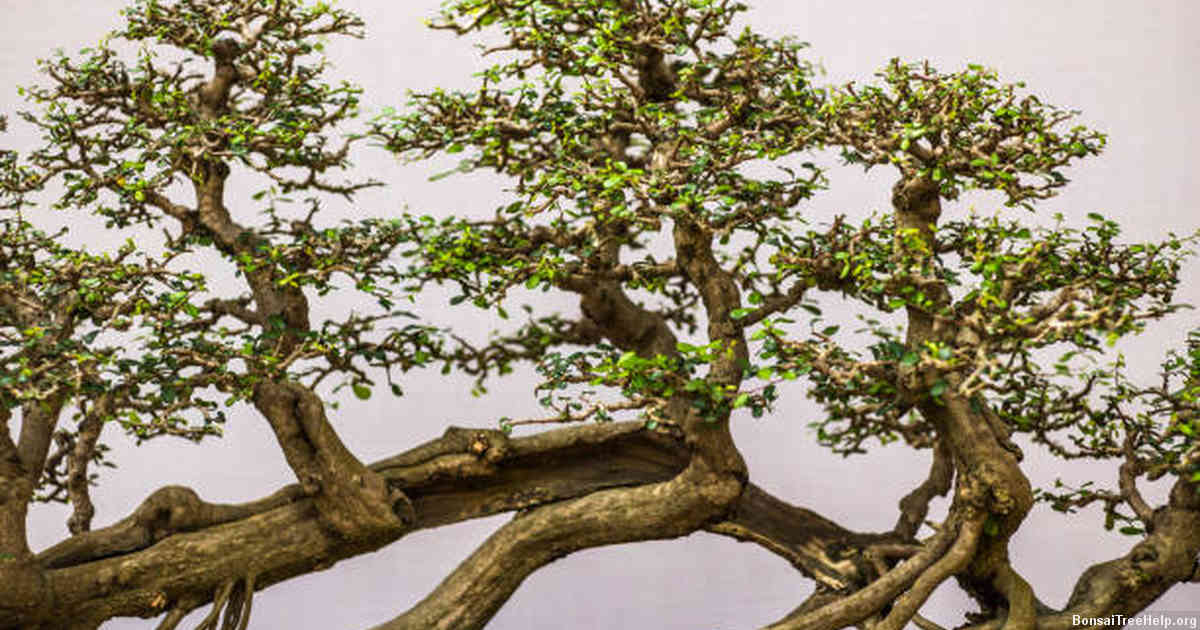 Pruning, Shaping, and Wiring to Maintain Bonsai Shape