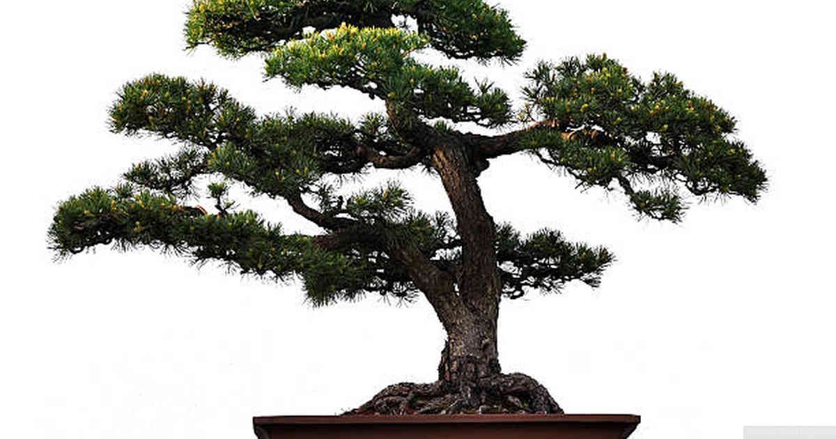Pruning Techniques for a Healthy Bonsai