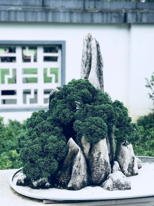 Pruning Techniques for a Healthy Growth Cycle in Bonsai Trees During Winter