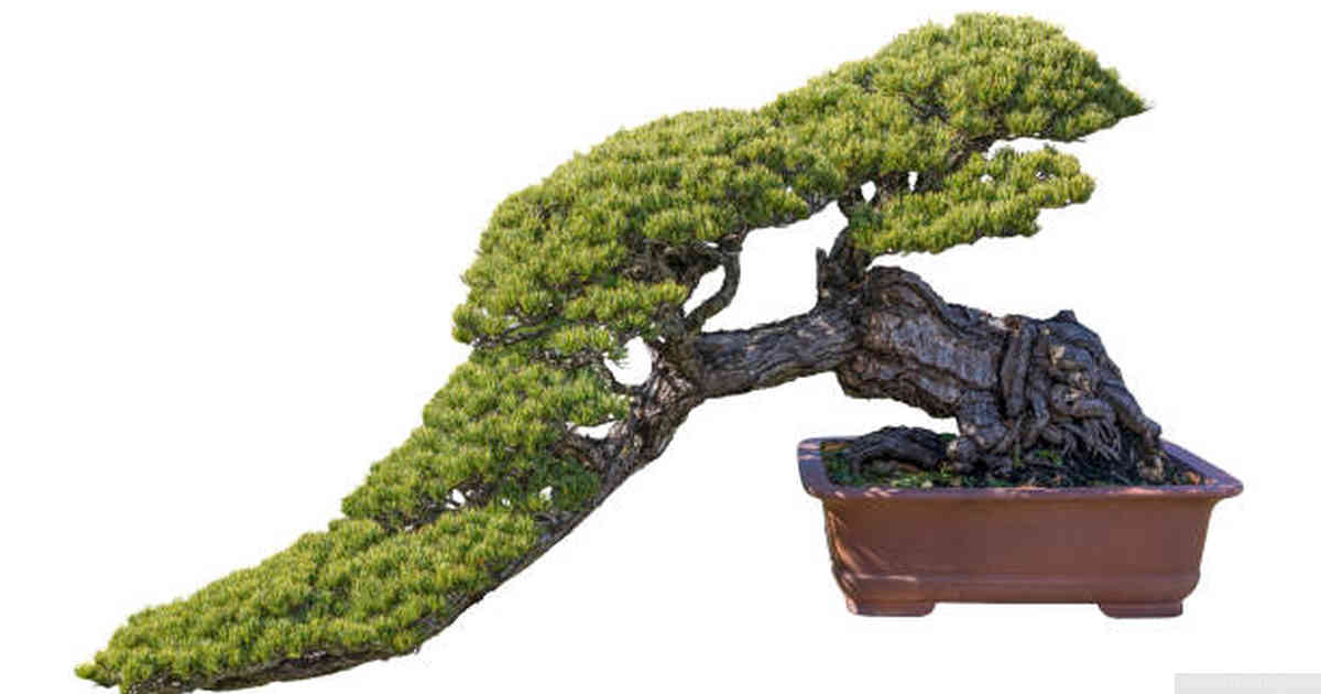 Pruning Techniques for Trunk Thickening in Bonsai