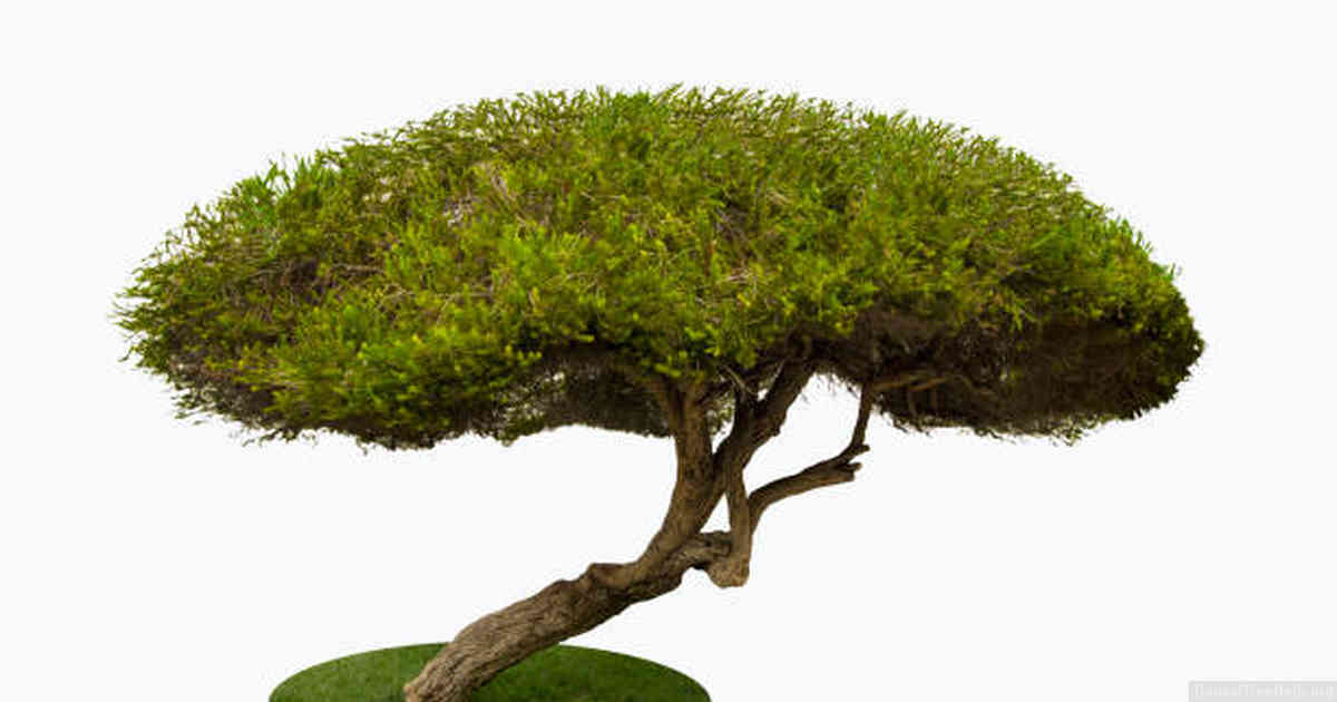 Re-Potting as an Essential Care Practice for Bonsai Trees