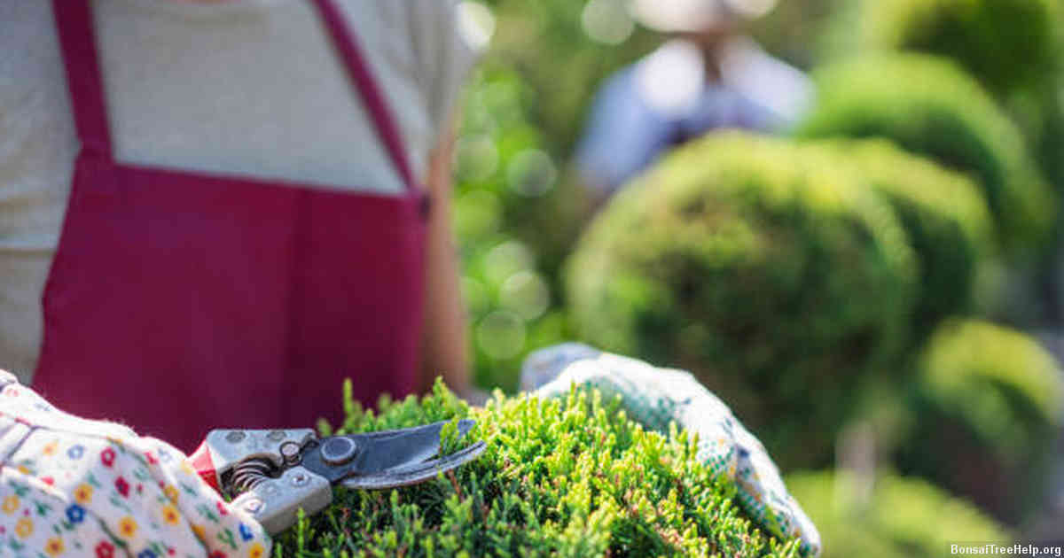 Reaching Maturity: End Goals of Bonsai Cultivation