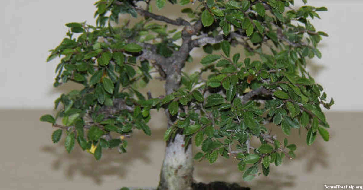 Recommendations for Selecting the Optimal Wood for Your Bonsai Tree’s Health and Longevity