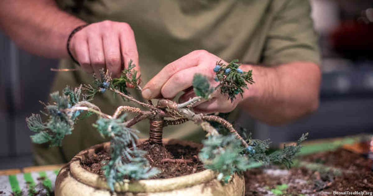 Rinsing the Bonsai with Clean Water