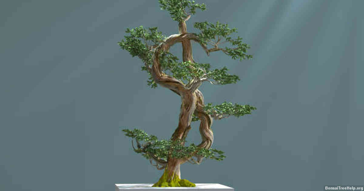 Rinsing the Bonsai with Clean Water
