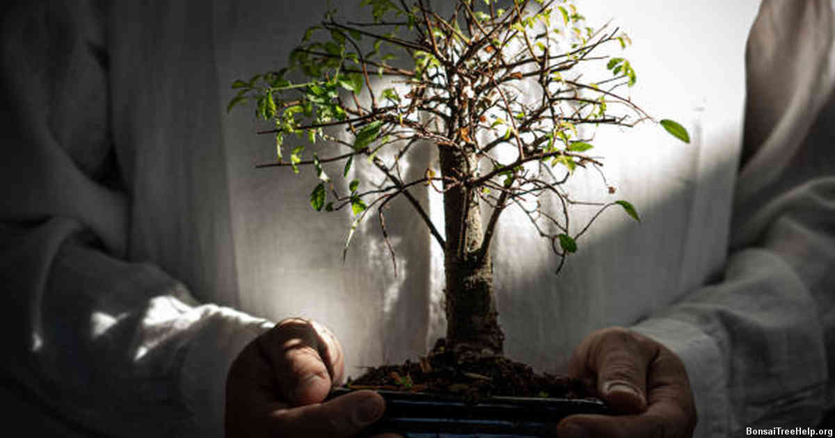 Rooting Stage: Timing Your Fertilization Application for the Newly Transplanted Bonsai
