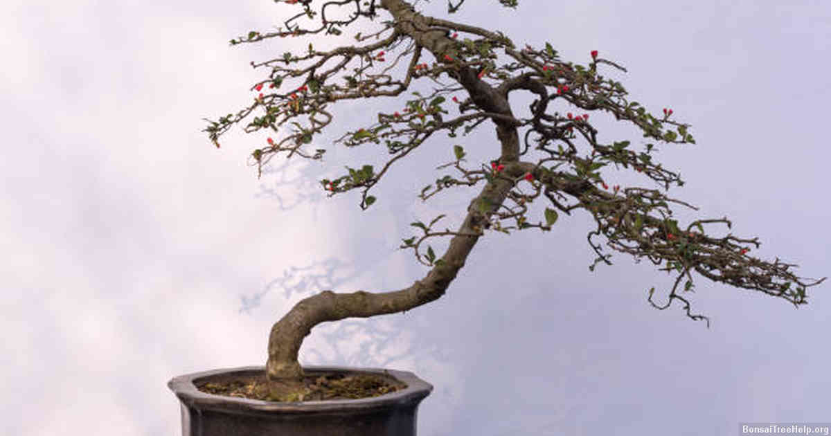 Seasonal Changes that Affect Pruning