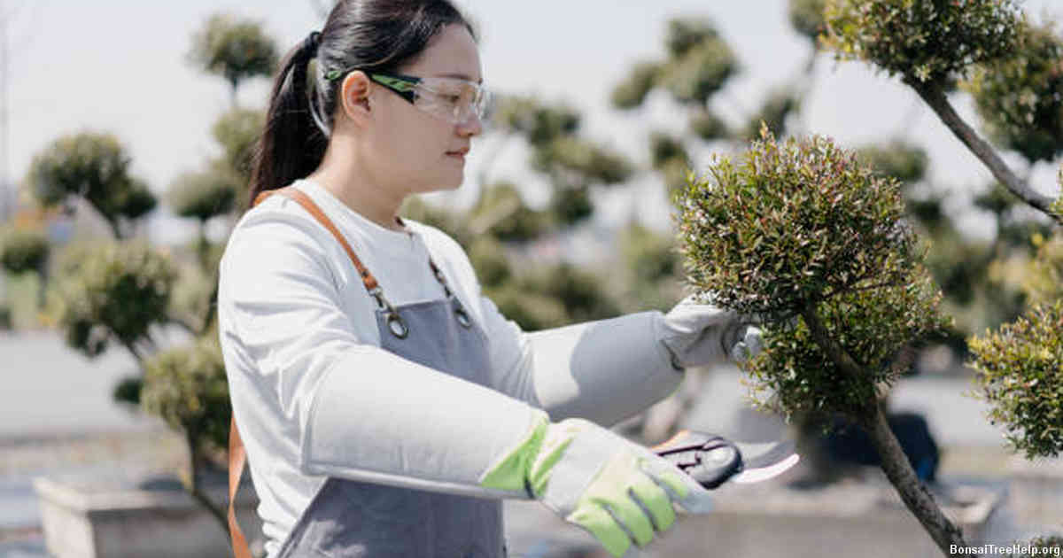Seasonal Maintenance Tips for Your Bonsai Ficus Tree