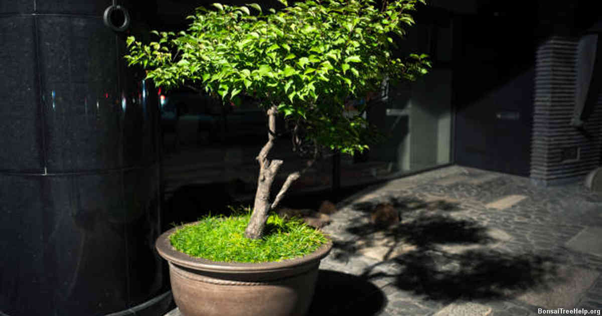 Securing the Bonsai to its Pot
