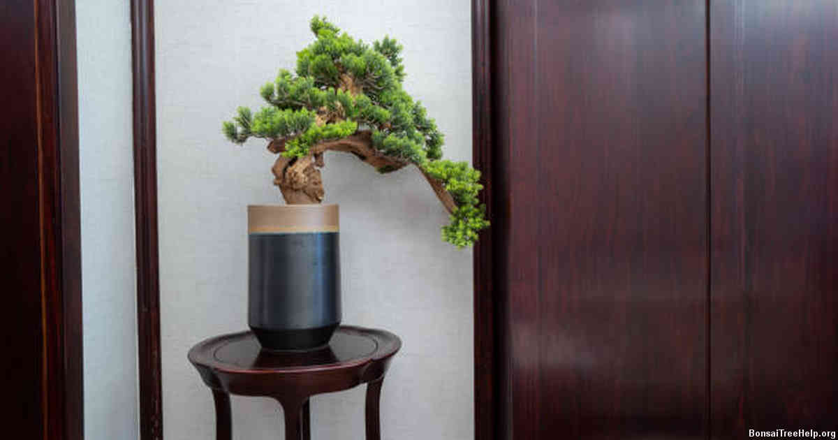 Selecting the Right Bonsai Species