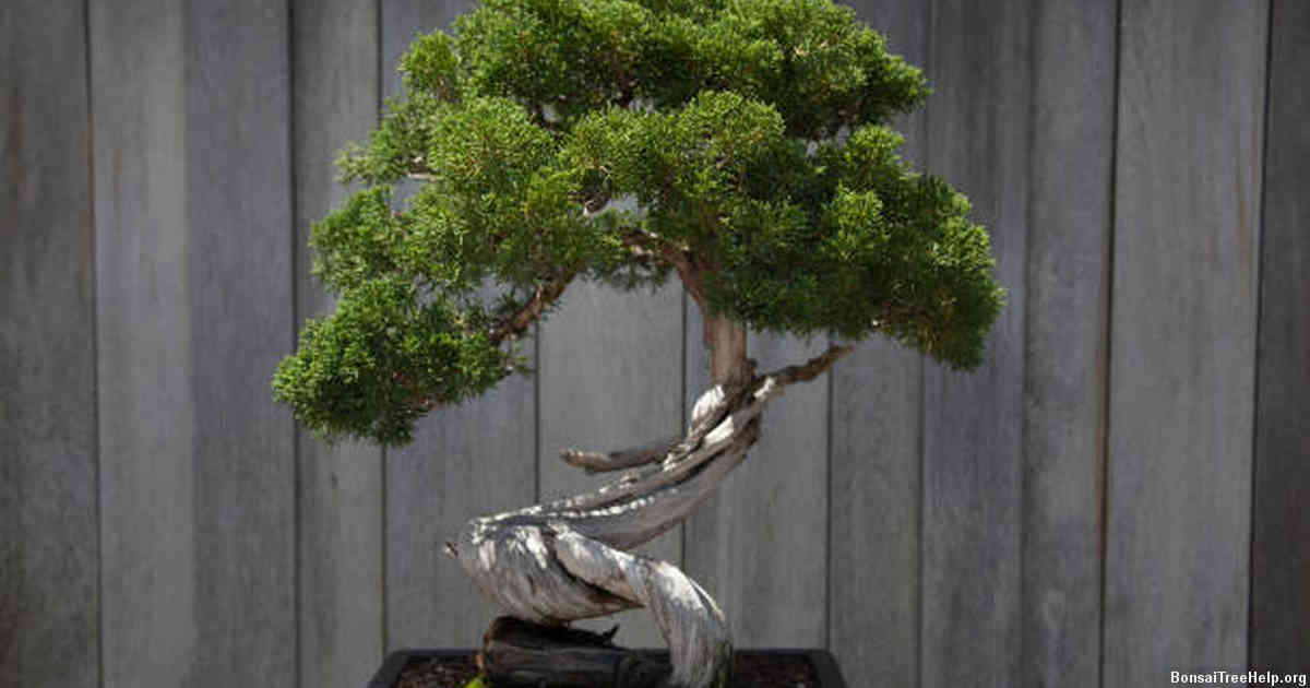 Selecting Your Bonsai Species