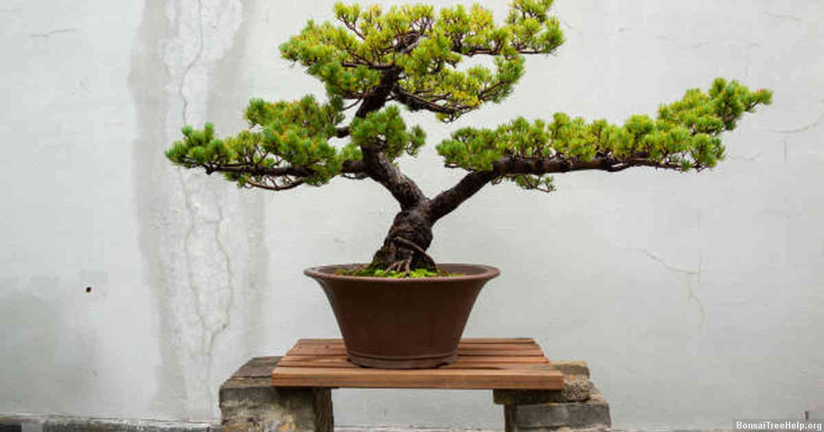 Should I cut dead branches off my bonsai?