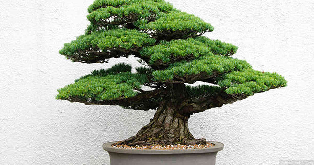 Should you repot a bonsai?