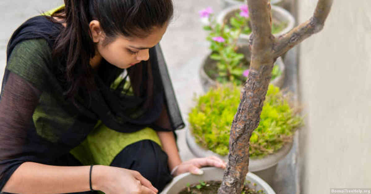 Signs of distress: What does yellowing mean for a bonsai sapling?