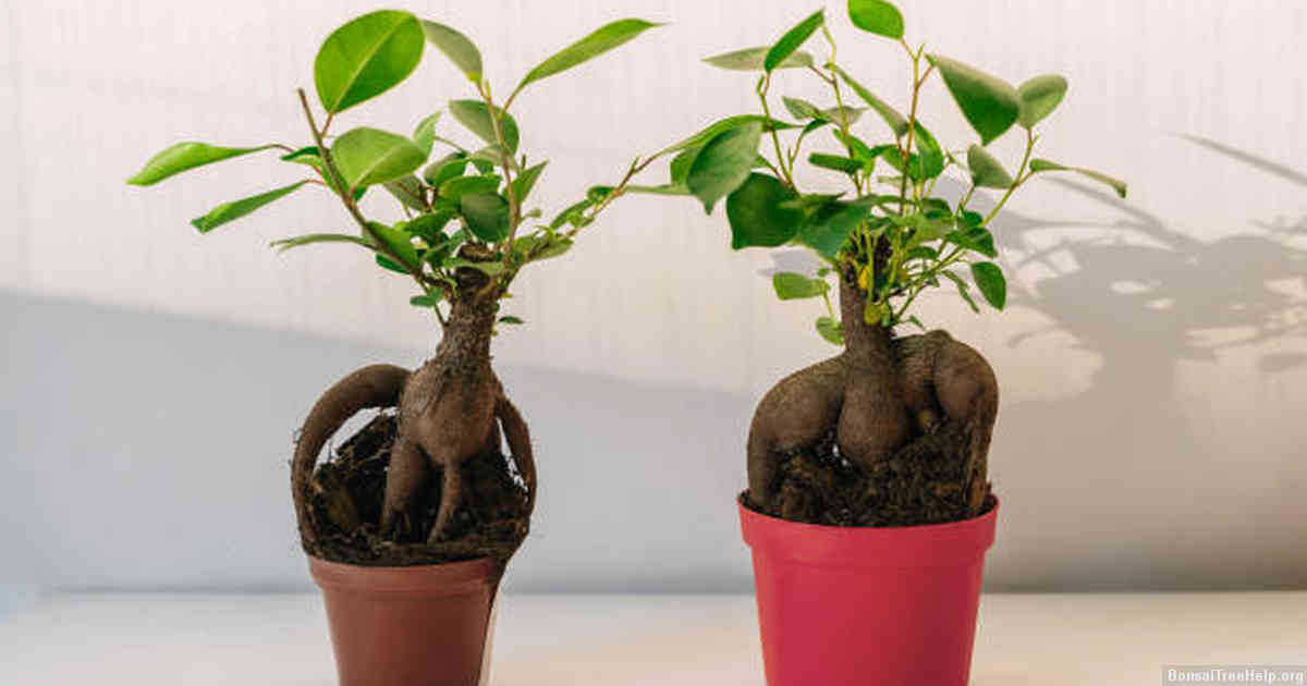 Signs to Look For Before Moving Your Bonsai Seedlings