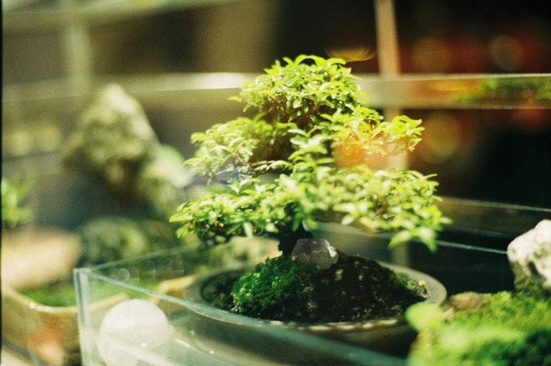 Signs Your Bonsai Is Drying Out or Overwatered