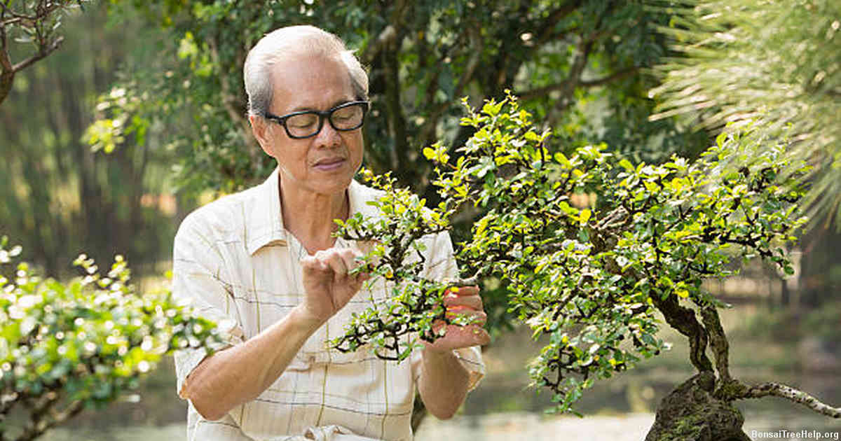 Simple Techniques and Methods on How to Properly Maintain Your Bonsai Plant