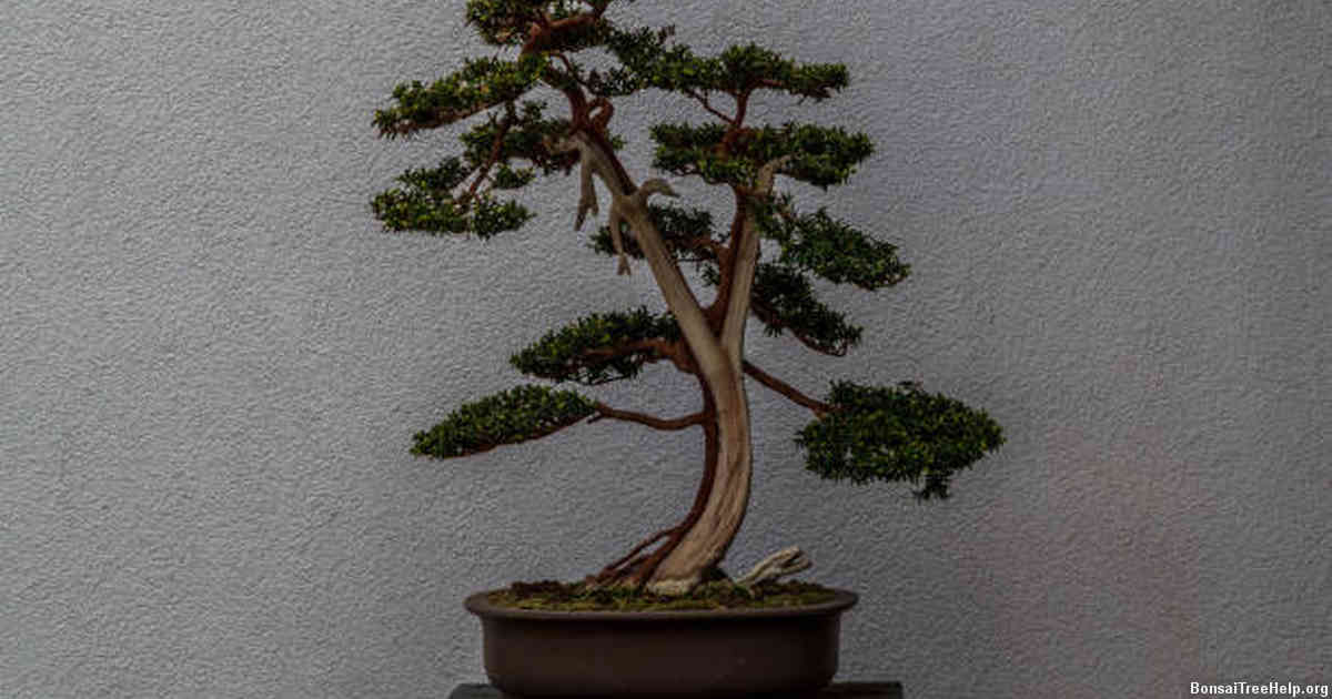 Soil, Water and Nutrients: Important Factors for Bonsai Growth