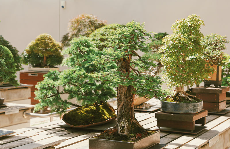 Specialty Plant Shops with Indoor Bonsai Selections