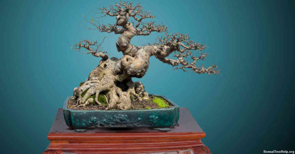 Step-by-Step Guide on How to Repot Your Port Jackson Fig Bonsai