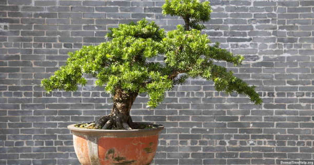 Symptoms when a Bonsai Tree is Struggling Due to Unhealthy/Dead Roots
