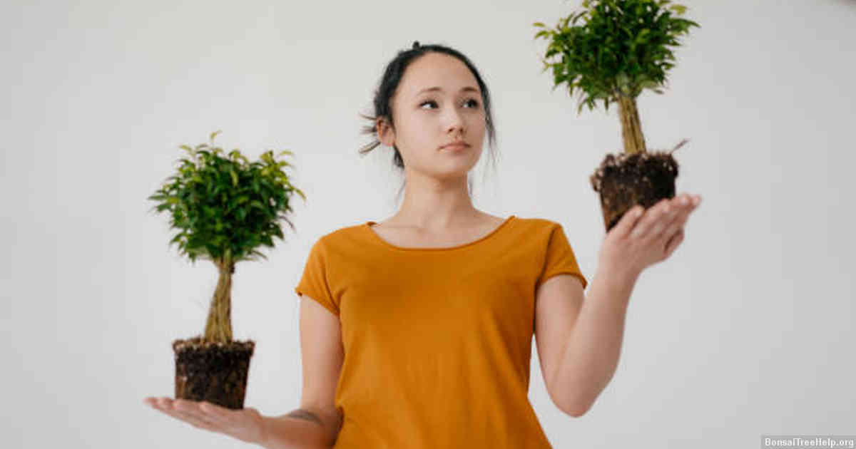 Taking care of your bonsai seedlings