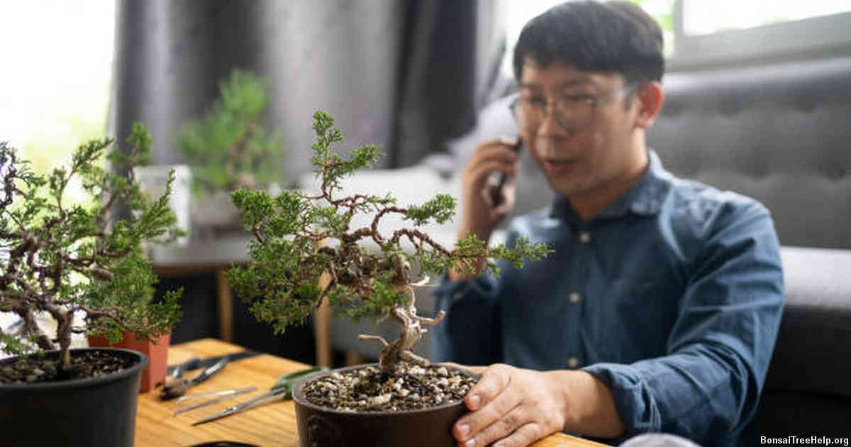 Techniques for Correctly Removing Brown Leaves Without Damaging the Bonsai