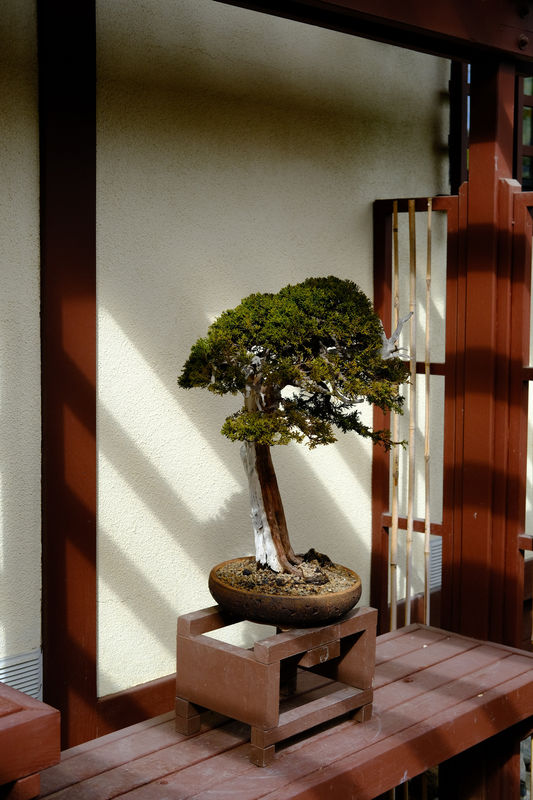 Techniques for Pruning a Fukien Tea Bonsai Tree