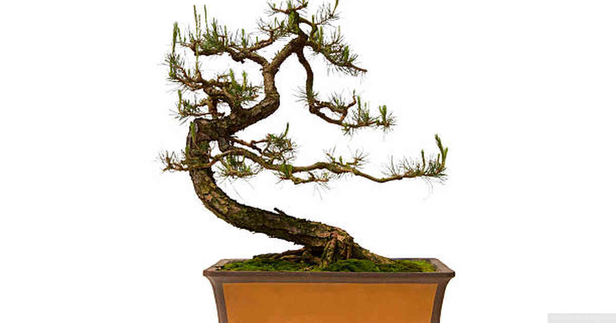 The Aesthetic Appeal of Bonsai Trees