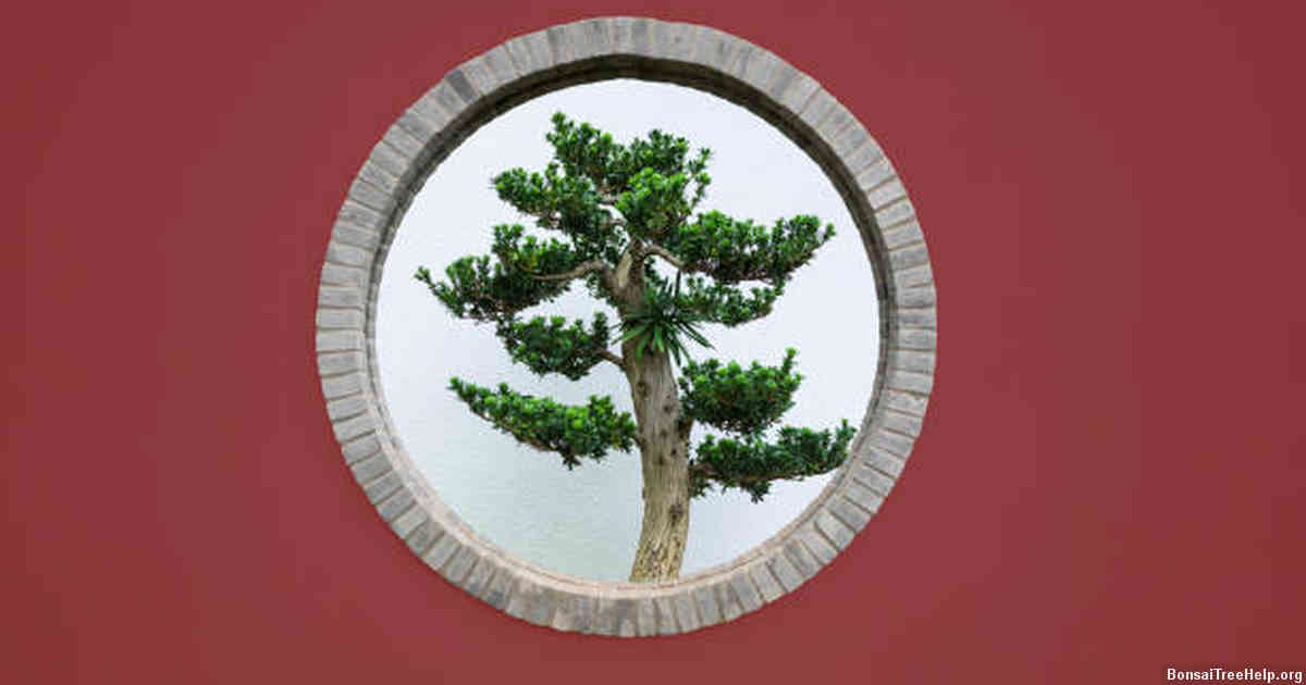 The Art and Tradition of Bonsai Cultivation