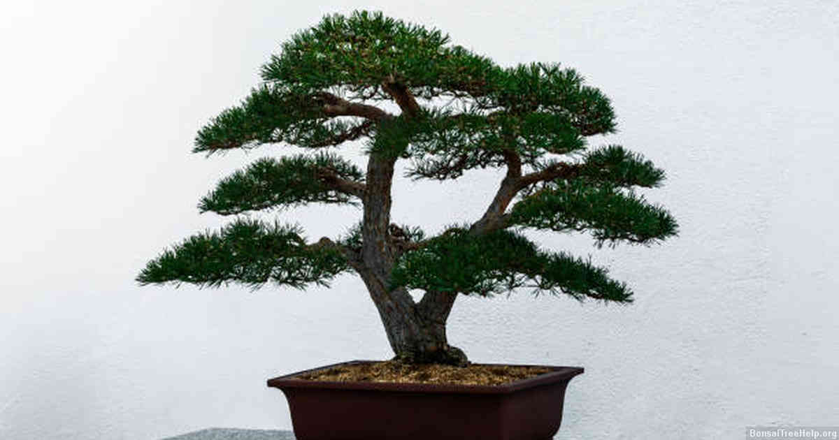 The Art of Bonsai and its Materials
