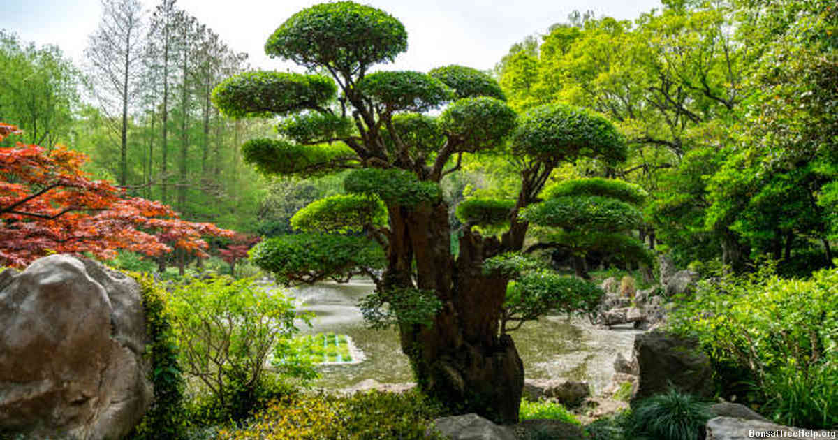 The Art of Bonsai Cultivation