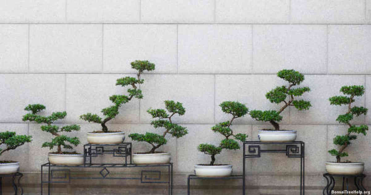 The Art of Bonsai: Exploring Its Meaning and Culture
