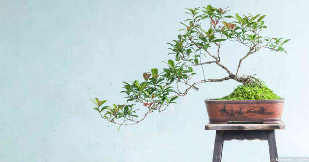 The art of bonsai nurturing