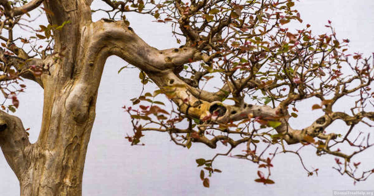 The art of growing bonsai plants