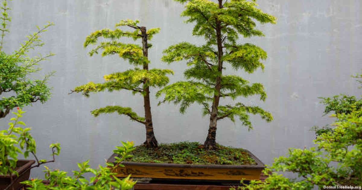 The Best Time of Year to Replant Your Bonsai