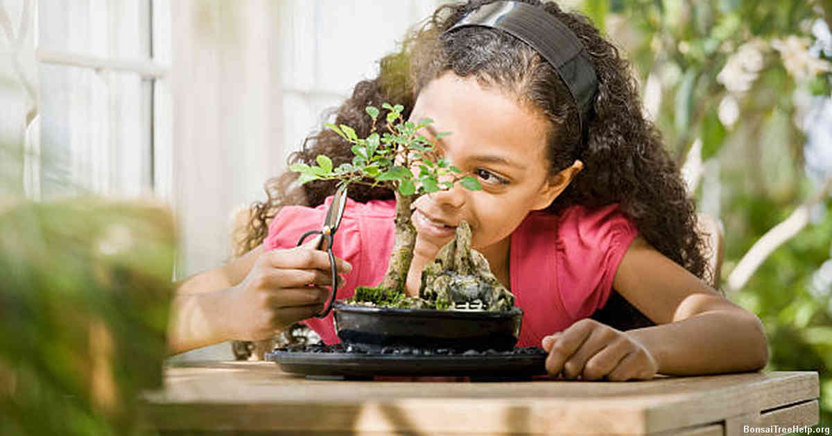 The Differences Between Indoor and Outdoor Bonsai Trees