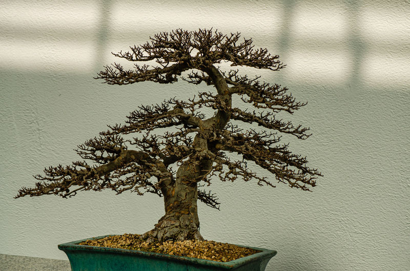 The Different Types of Wire Used in Bonsai