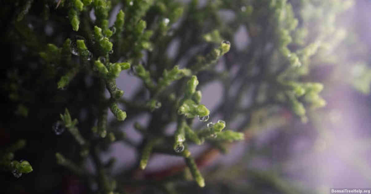 The Impact of Pruning and Trimming on Bonsai Tree Growth