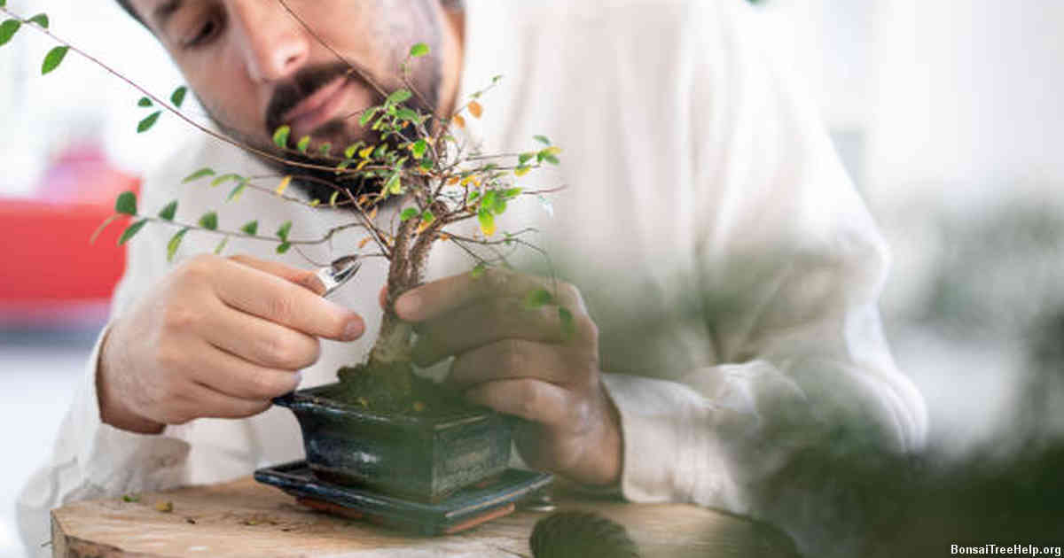 The Importance of Choosing the Right Pot Size for Your Bonsai