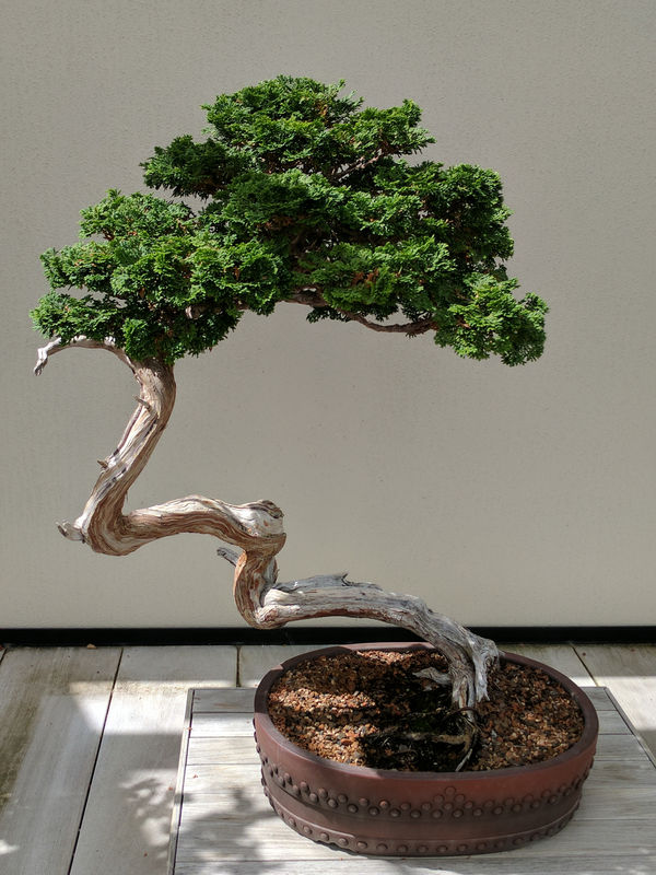 The Importance of Concealed Roots for Healthy Bonsai Growth