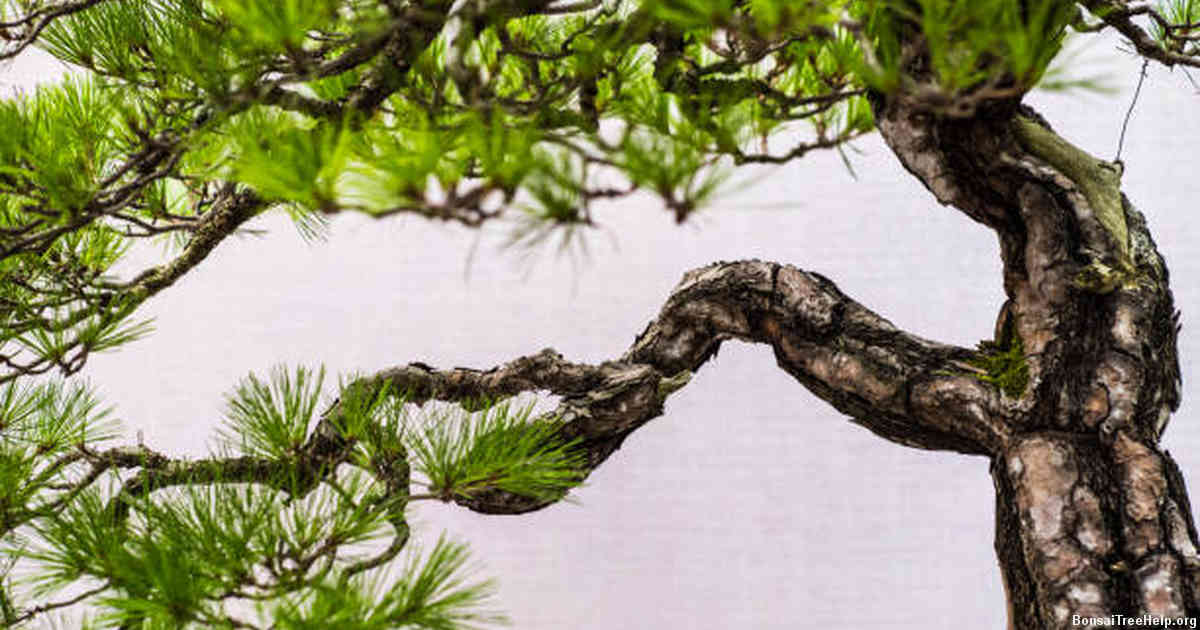 The Importance of Light, Temperature, and Humidity in Growing Pine Bonsai Indoors