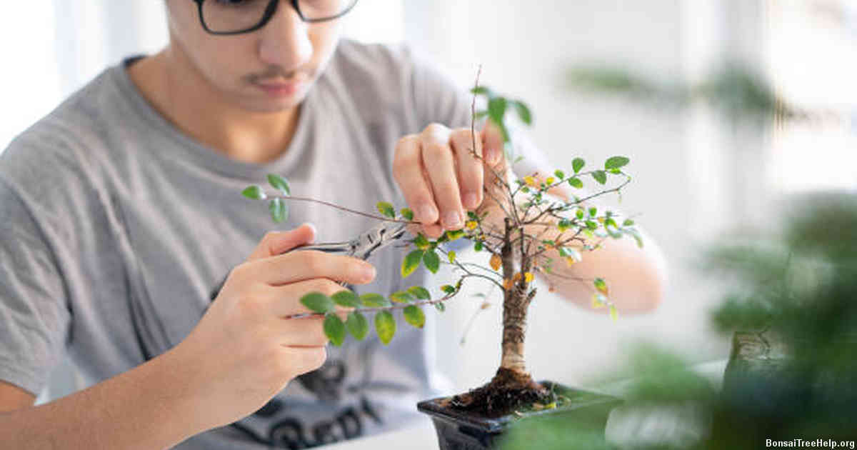 The Importance of Pruning in Bonsai Care