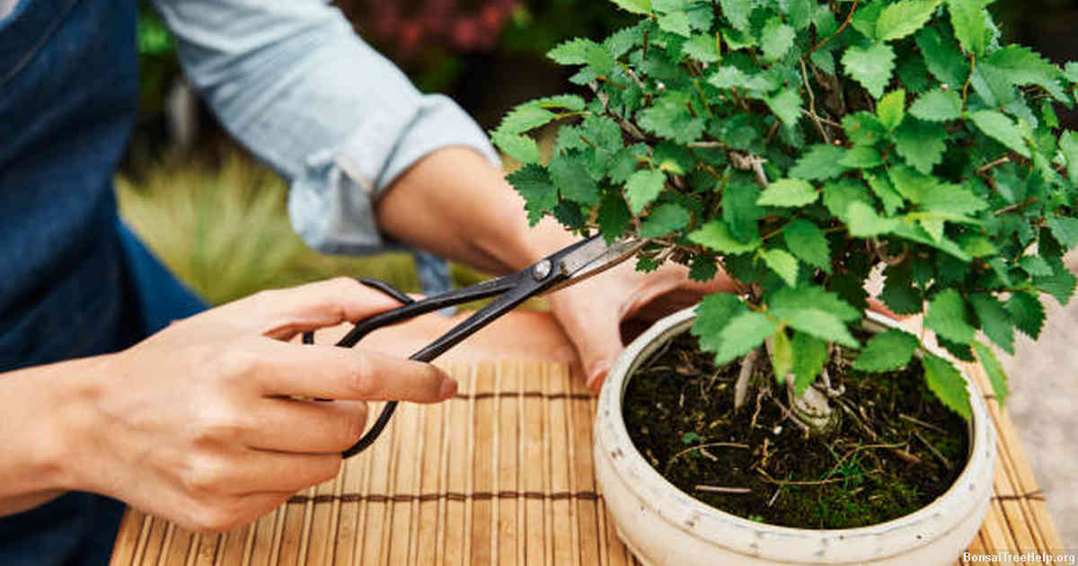 The Importance of Pruning in Bonsai Maintenance